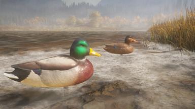 theHunter: Call of the Wild™ - Duck and Cover Pack Price Comparison